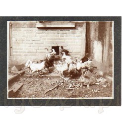Ciekawy gość w kurniku- królik uwieczniony na dawnym zdjęciu