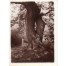 Młoda dziewczyna wspina się na słynny okaz przyrody w 1929 r.