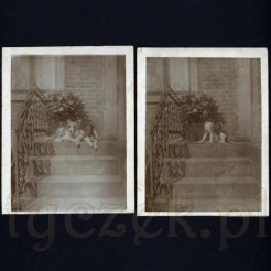 Dwa psiaki siedzące na schodach ujęte na dawnych zdjęciach