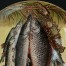 Niepowtarzalny talerz ceramiczny Mettlach z motywem ryb - antyk z epoki. Zobacz szczegóły
