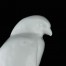 Zbliżenie na dziób i detale Sokoła - drapieżnego ptaka