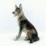 Porcelanowa figurka psa przedstawiona w pozycji siedzącej