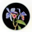Przepiękne storczyki Cattleya na porcelanie Rosenthal