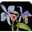 Precyzyjnie odwzorowane kwiatostany orchidei Cattleya utrzymane w różowo-fioletowej tonacji