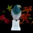Sygnowana figurka papugi na cokole z porcelany dawnej i cenionej marki