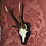 Prawa tyka posiada wyjątkowo dużą odnogę przednią