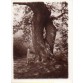 Pomnik przyrody stojący niegdyś w miejscowości Braunfels- zdjęcie wykonane w 1929 r.