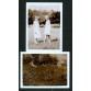 Dwa zdjęcia wykonane w 1930 roku na łonie przyrody