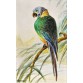 Ara Militaris – barwna akwarela ornitologiczna, Handley
