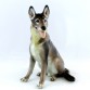 Figurka z wytwórni Rosenthal - owczarek w typie wilka